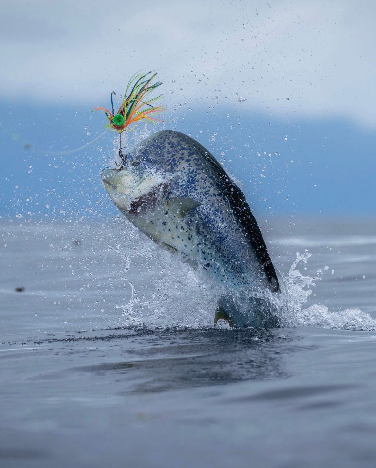 Mahi Mahi