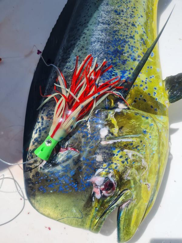 Fish Whistle