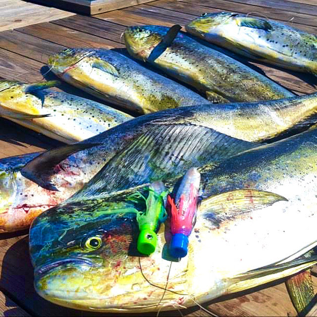 Meathead Pre-Rigged Trolling Lure 4 Pack